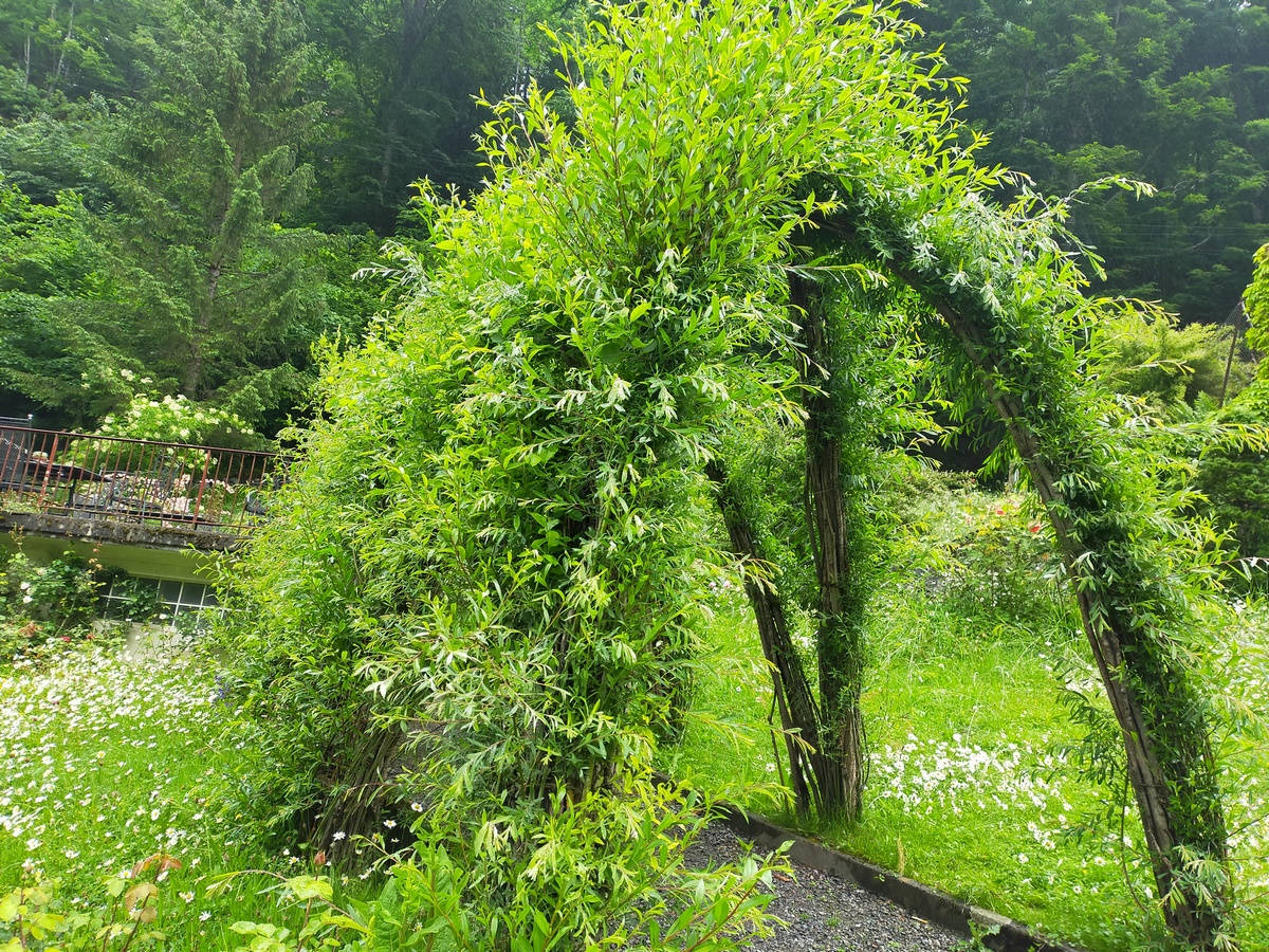 lomolomi massage wittenwiler cham