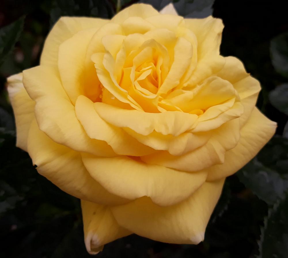 lomolomi massage wittenwiler cham